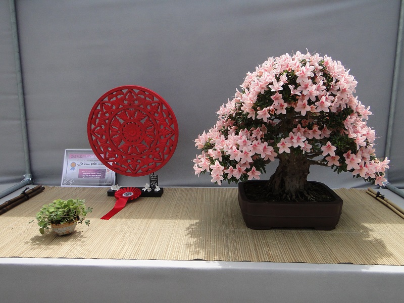 satsuki flower trophy 3  Dsc01575