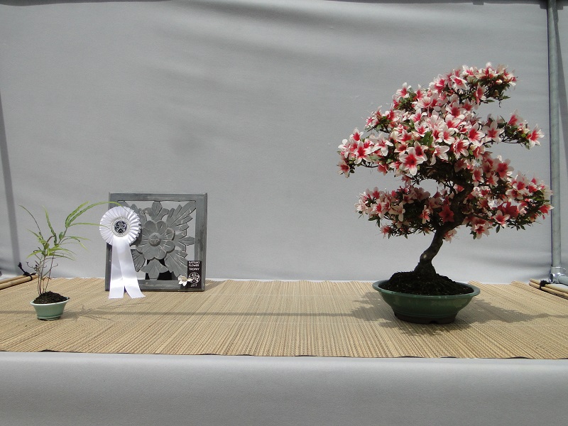 satsuki flower trophy 3  Dsc01578