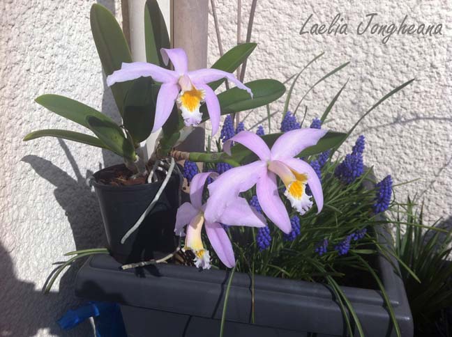 Cattleya jongheana (Laelia / Hadrolaelia jongheana) Laelia13