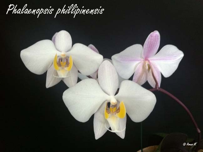 Phalaenopsis philippinensis Phalae11