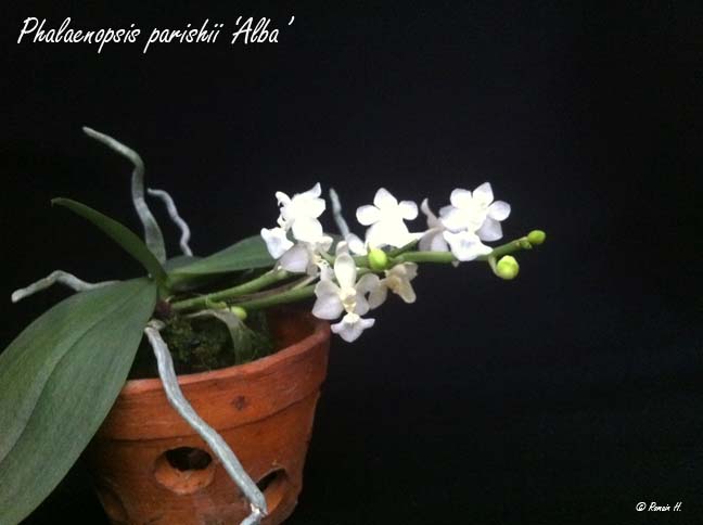 Phalaenopsis parishii f. alba Phalae12