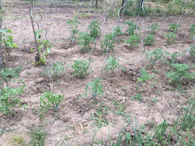 mes legumes - Page 33 Img_0628