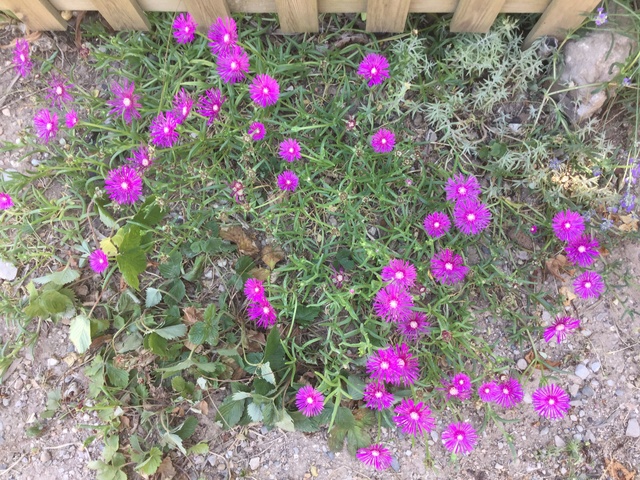 Delosperma cooperi , ou Ficoïde - Page 3 Img_1015