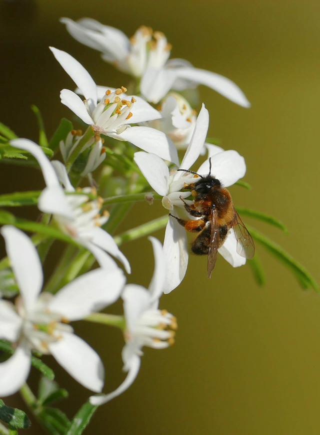 Première abeille au fz1000 + ajout 02042017