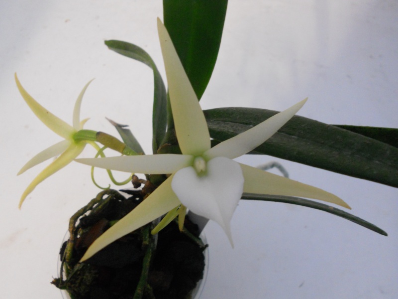 Angraecum elephantinum Dscn1313