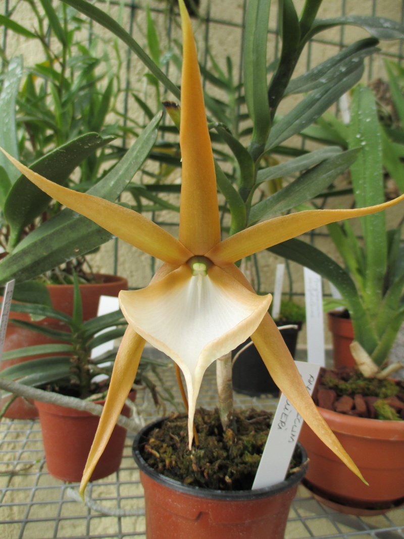 Angraecum viguieri N°1 Img_0513