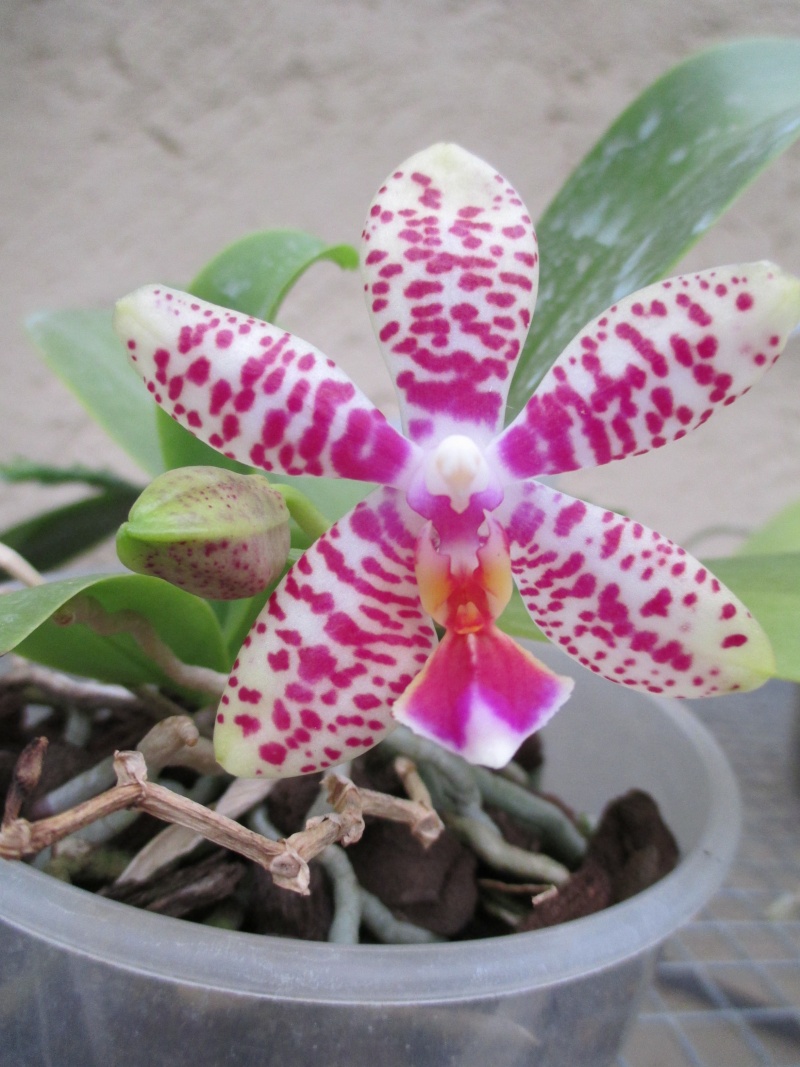 Phalaenopsis P. Lenette Img_0610