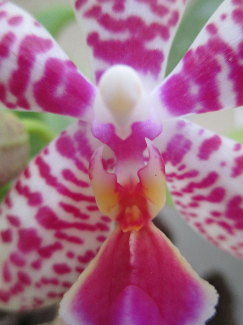Phalaenopsis P. Lenette Img_0611