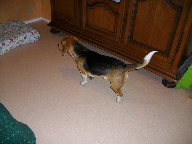 beagle mâle un an Lorient cherche nouveau foyer  Imgp0110