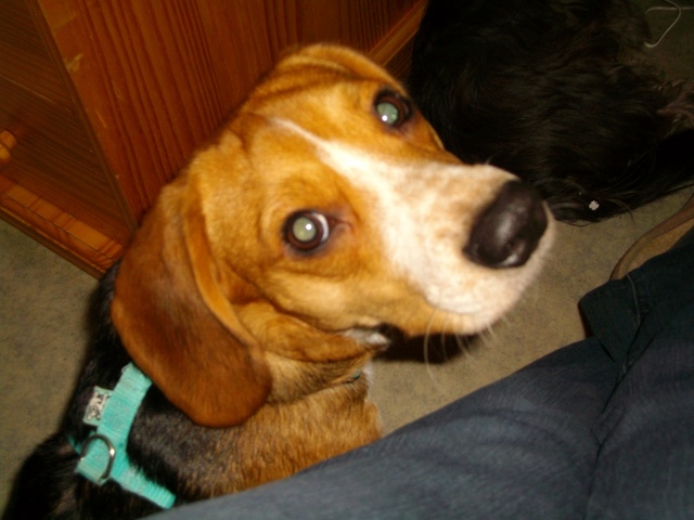 beagle mâle un an Lorient cherche nouveau foyer Imgp0111