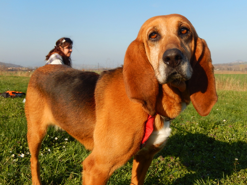 Adoptez moi - PASTA - x bruno du jura 7 ans (3 pattes)  4 ans de refuge  - Sos Animaux à Le Broc (63) 6scn7610