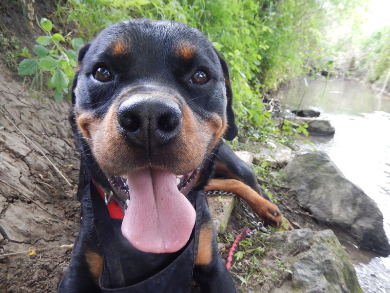 HOLLYWOOD (mâle rottweiller) 9dscn913