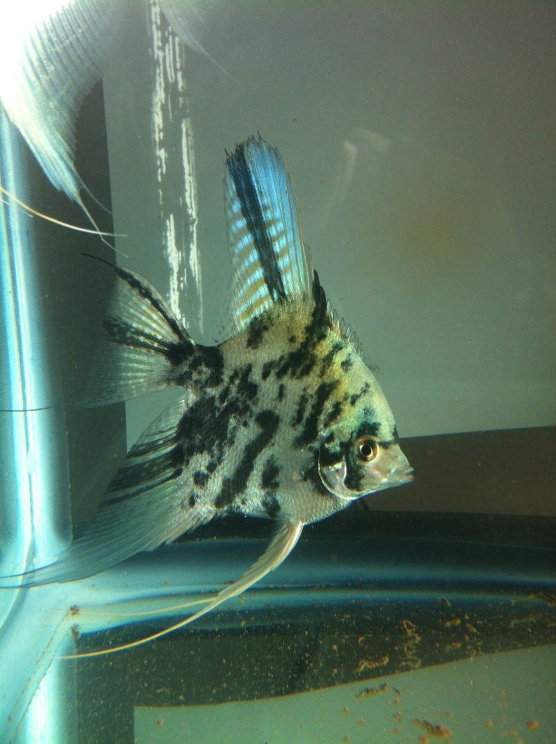 Pics of angelfish in daylight Image217