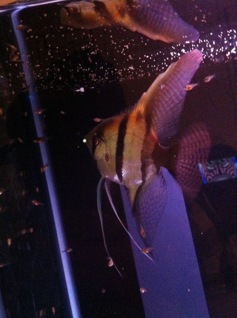 Iding my Angelfish :) Image511