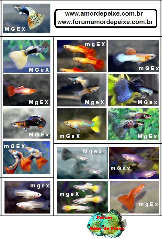 Guppy genetics chart Tabela10