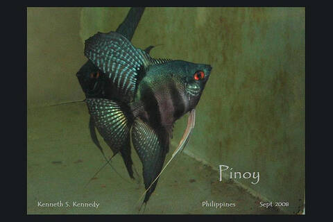 Pinoy angelfish sales for sale