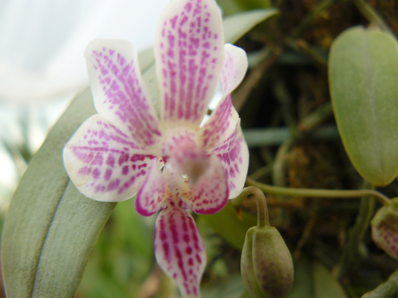 Phalaenopsis Alyos P1060041