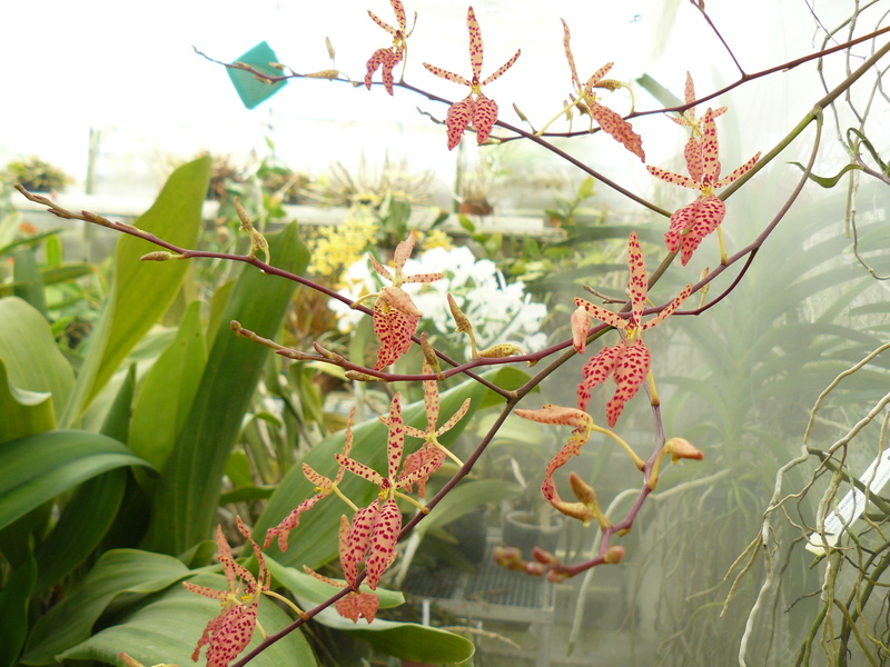 Renanthera Amayani (monachica x citrina) - Page 2 P1060048