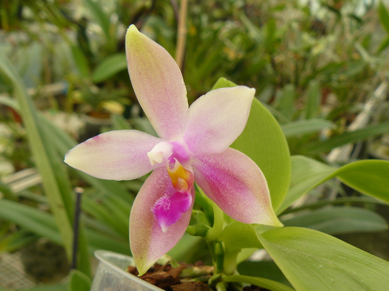 Phalaenopsis Su's Bellicosa (bellina green x speciosa) P1060112