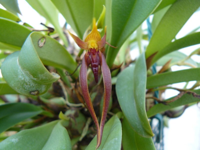 Bulbophyllum nymphopolitanum P1060128