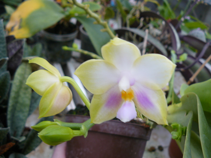 Phalaenopsis Penang Moonbright P1060138