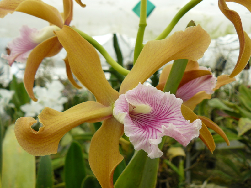 Cattleya (Laelia) grandis P1060150