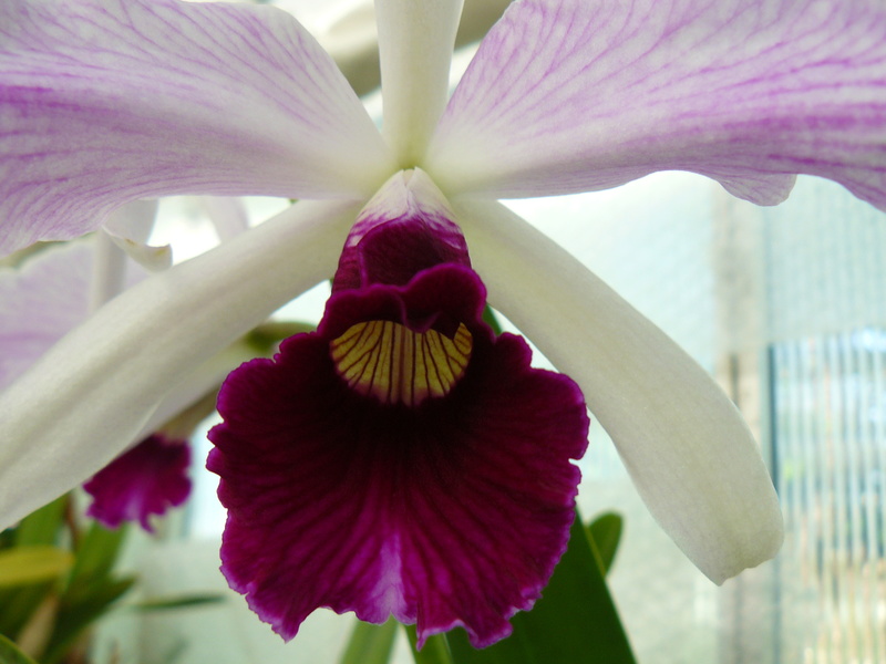 Cattleya (Laelia) purpurata f. striata P1060167