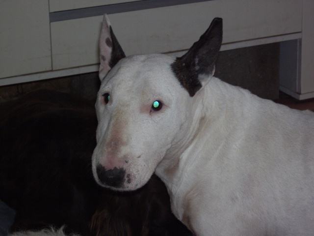 Tania - Bull Terrier - 5 ans Pict1410