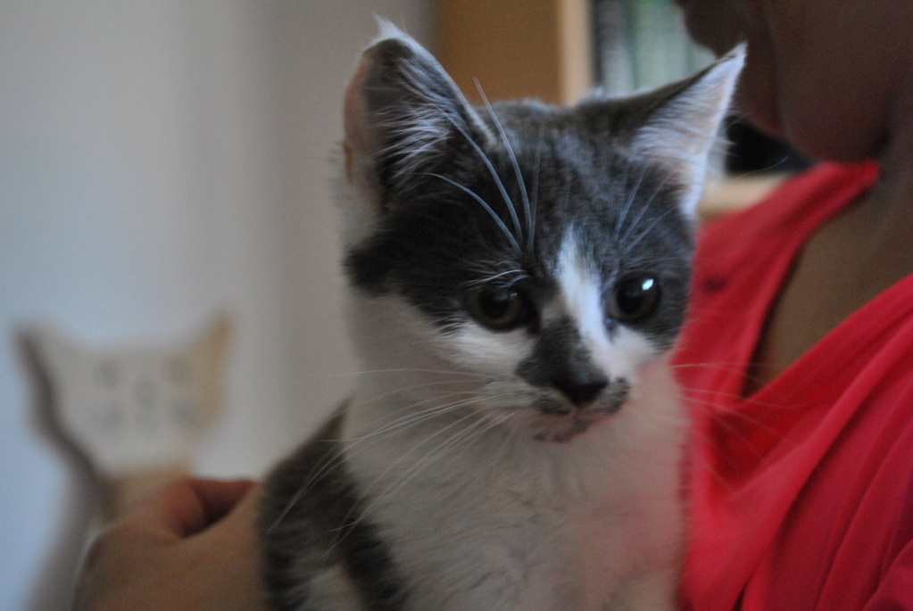 Olia, chatonne de deux mois et demi Dsc_0014