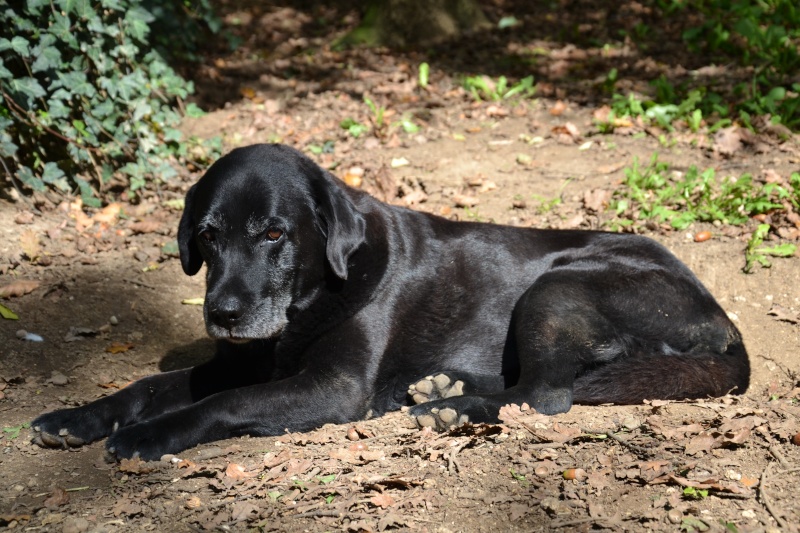 Hugo, labrador noir, né en 2002 - Tabanac 33 Dsc_0110
