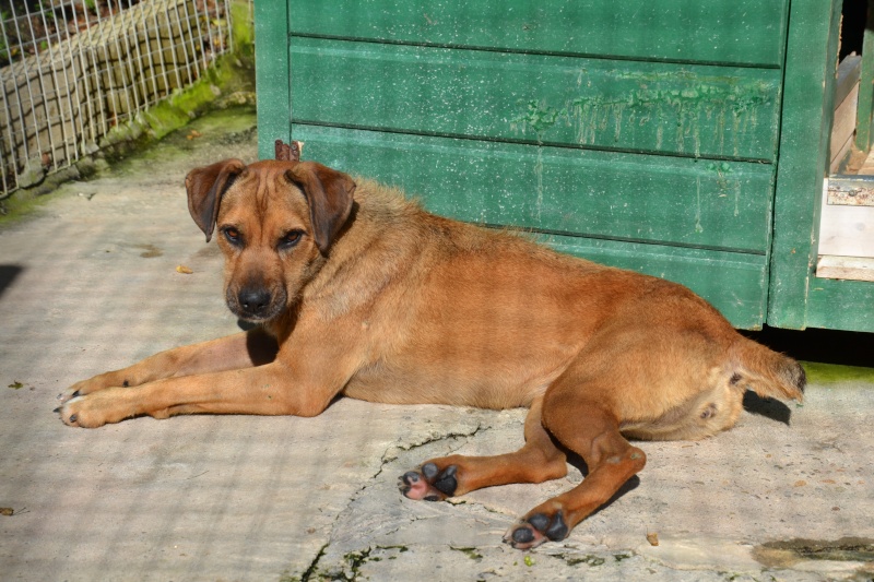 NIKITA - x boxer 9 ans (9 ans de refuge)  Refuge des Clochards Poilus à Tabanac (33) Dsc_0117