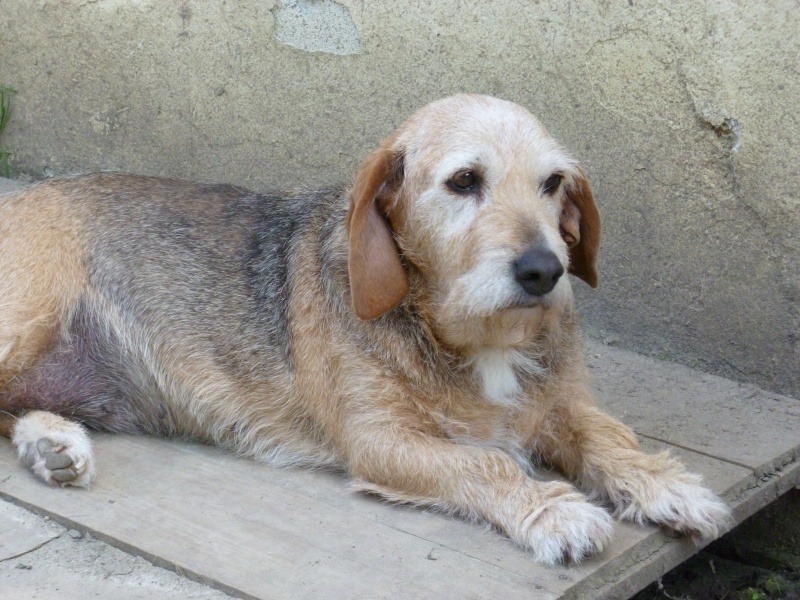 Téquila, basset fauve de bretagne, née en 2002, Tabanac (33) P1000617