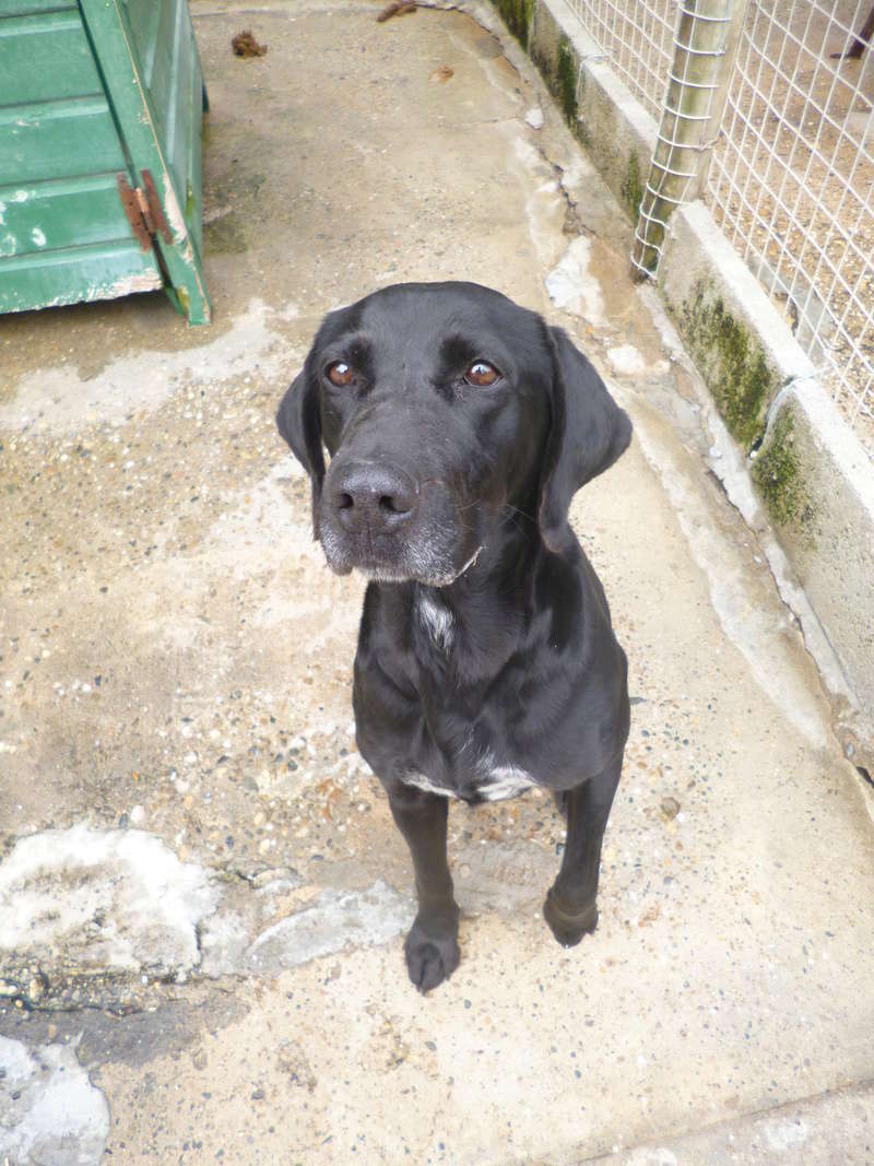 Nami, X labrador/pointer, née en 2013, Tabanac (33) P1010810