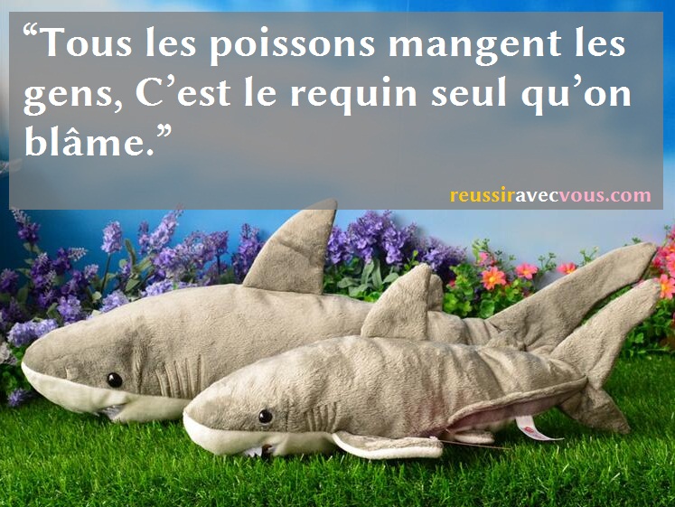 Citation du jour : les poissons Requin10