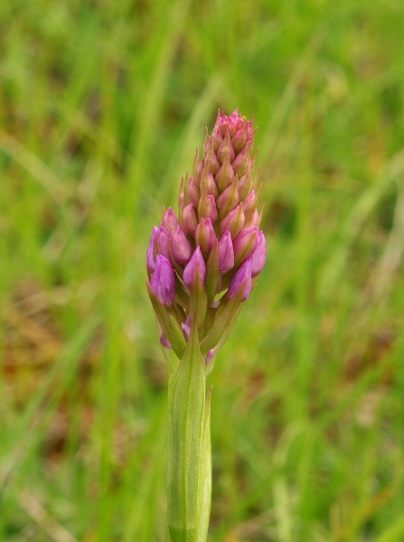 orchidées indigènes Anacam10