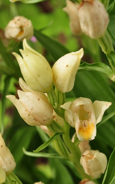 orchidées indigènes Cephal10