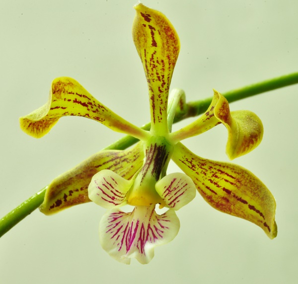 Encyclia oncidioides Encycl12