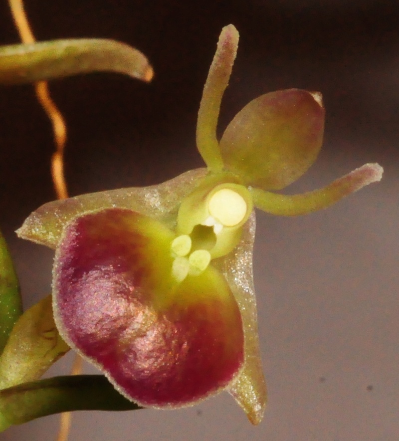 Epidendrum porpax Epiden10