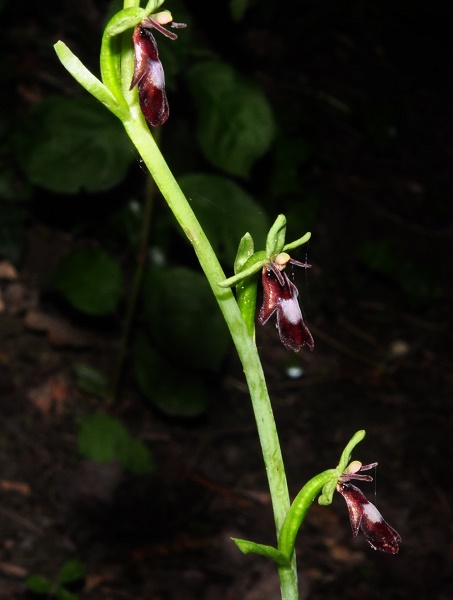 orchidées indigènes Ophrys10
