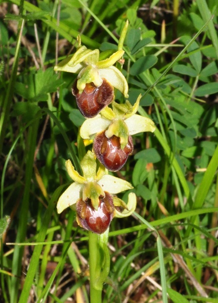 orchidées indigènes Ophrys11