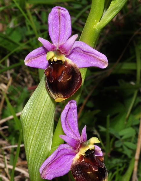 orchidées indigènes Ophrys12