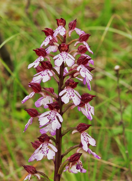 orchidées indigènes Orchis11