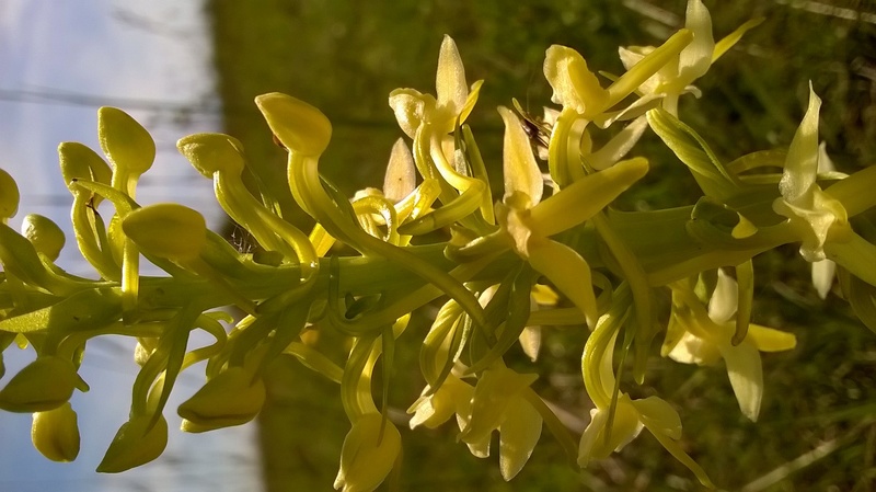 orchidées indigènes Platan10
