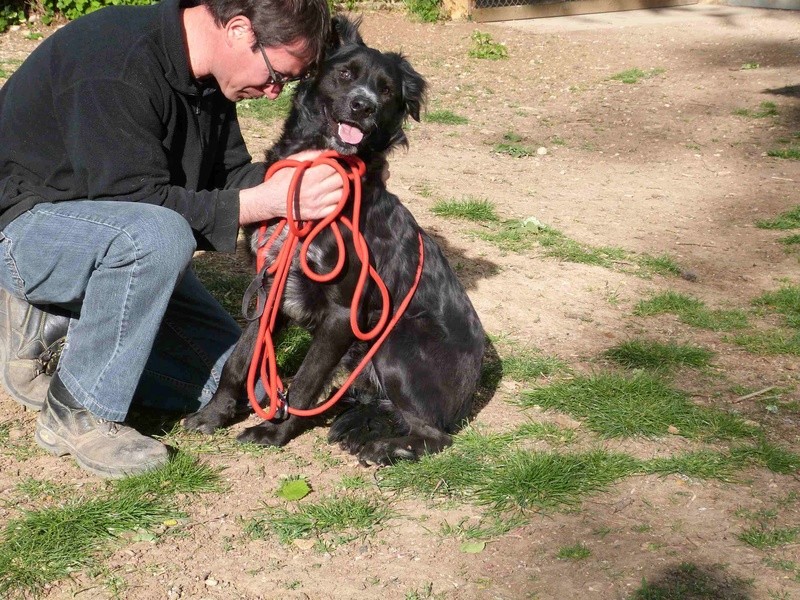 LUCKY - x  Berger ALlemand /Braque 1 an - Spa de Poitiers (86) 058_r_14