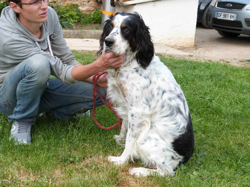 SKIPI - x springer/setter 2 ans - Spa de Poitiers (86) 097_r_12