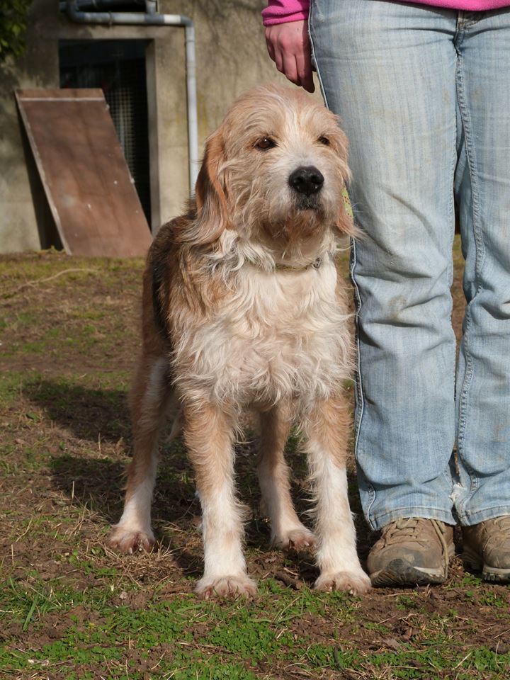 BERLIOZ - x griffon 10 ans - Spa de Poitiers (86) 17098510