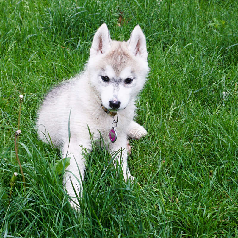 puppy - 52 weeks of Kay Dsc00412