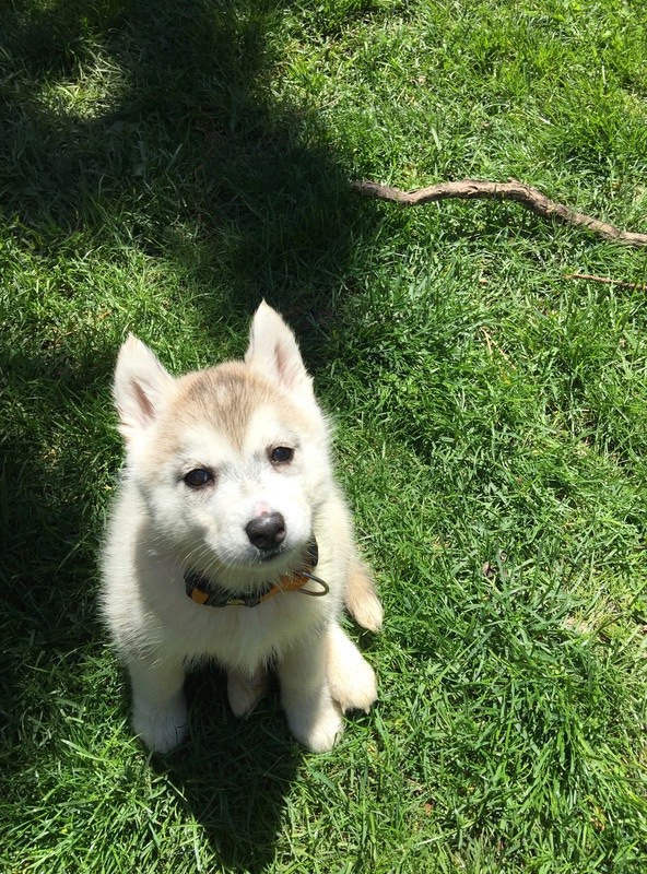 Is my puppy sable or grey and white?  Img_3811