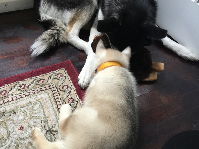 Is my puppy sable or grey and white? Img_3812