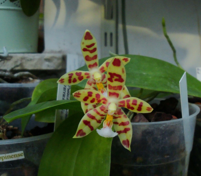 Phalaenopsis mannii 'Black' x micholitzii Dsc07114